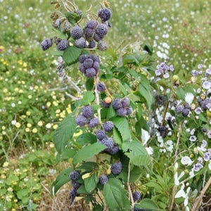 May include: A blackberry bush with clusters of dark purple, textured berries and green serrated leaves. The plant stands amidst a field of small white, yellow, and light purple wildflowers, with stems and foliage visible throughout the frame.