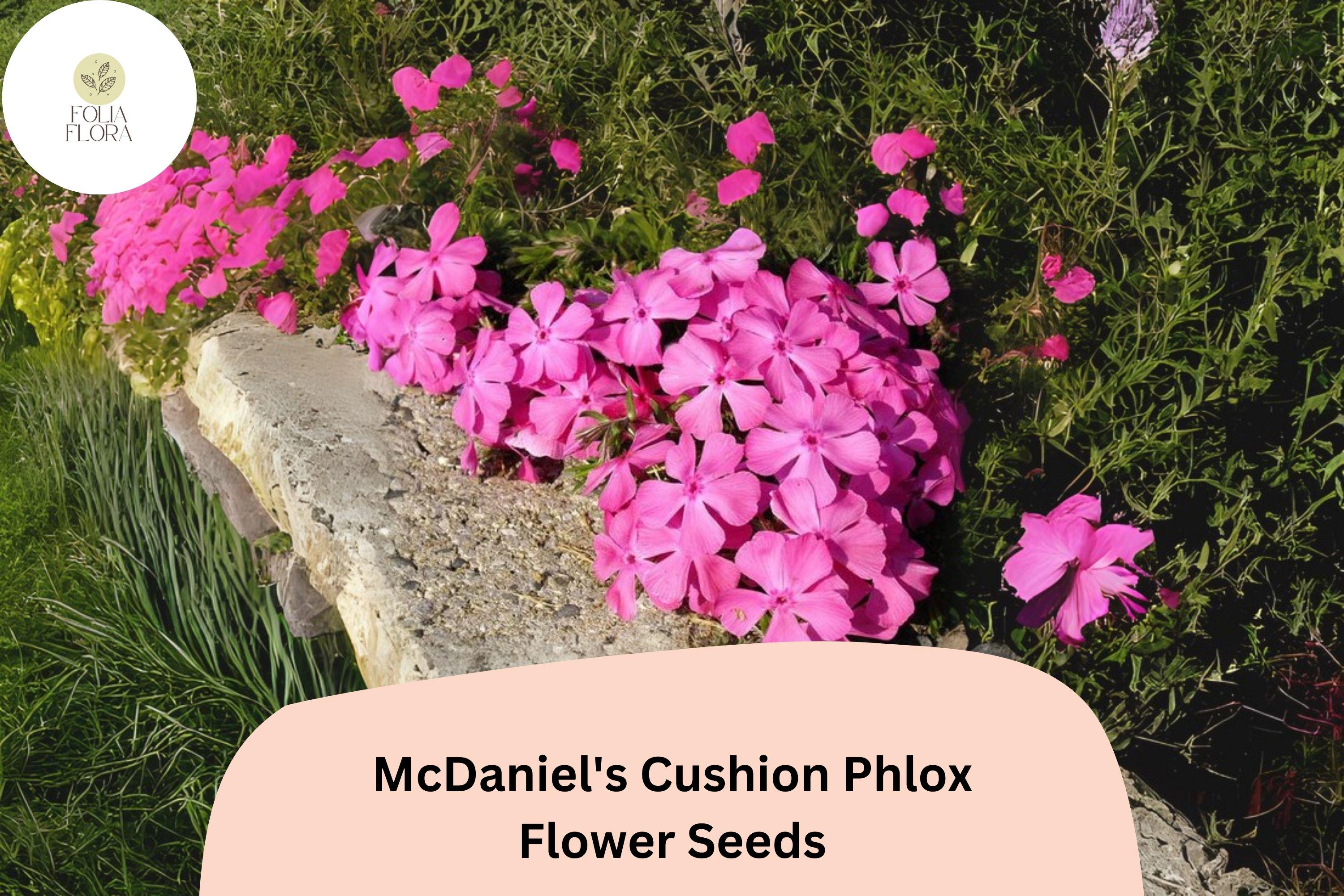 100+ Mcdaniel's Cushion Phlox Seeds – Creeping Groundcover Flowers