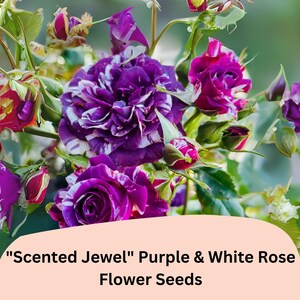 Może przedstawiać: Zbliżenie bukietu fioletowo-białych r&oacute;ż "Scented Jewel". Kwiaty mają uderzający wz&oacute;r fioletowych i białych pask&oacute;w i plam. Na zdjęciu widoczne są r&oacute;wnież zielone liście i pąki.