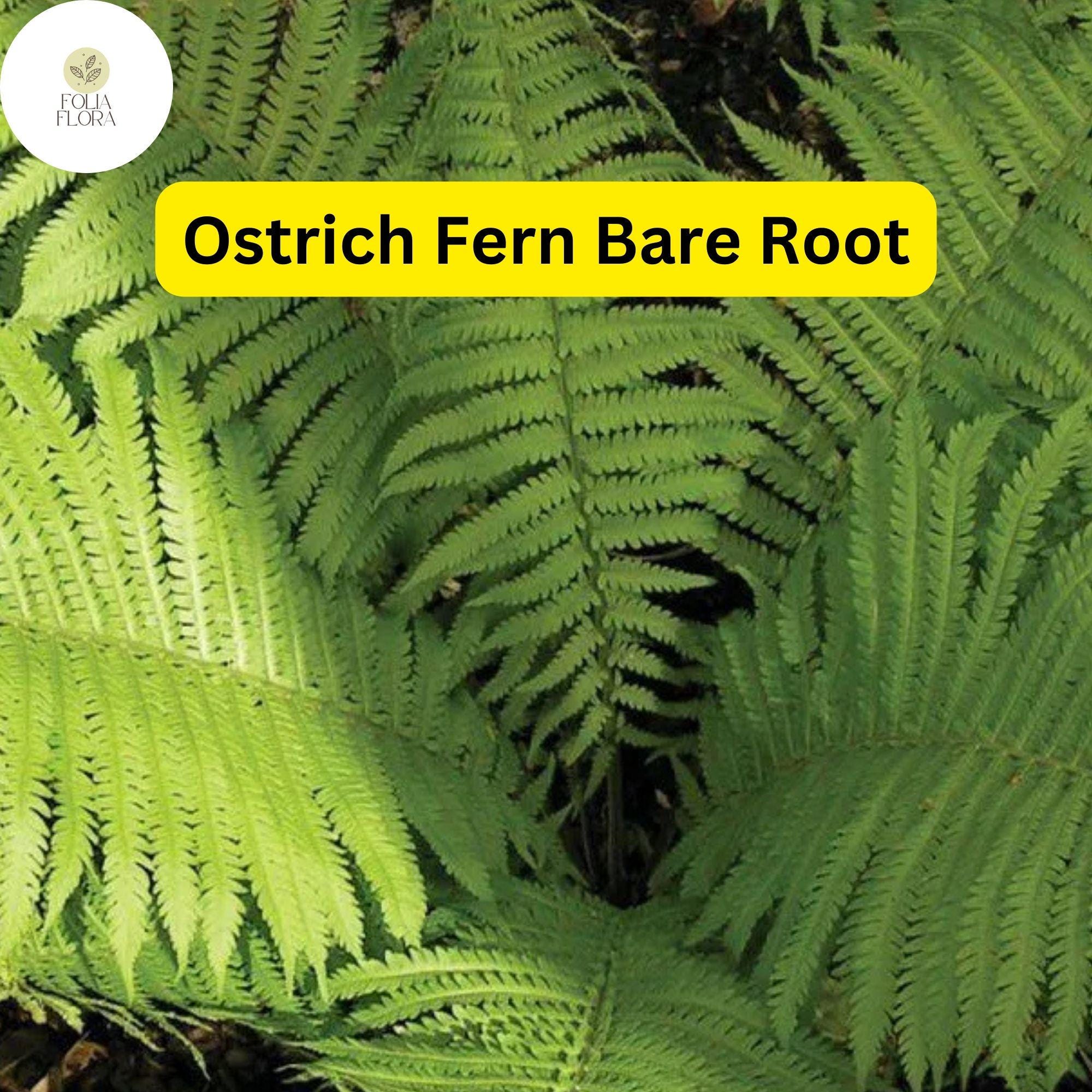 10 Ostrich Ferns, Matteuccia Struthiopteris, Bare Root Perennial Shade
