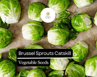 500+ Catskill Brussels Sprouts Seeds | Brassica oleracea | Heirloom Sprout Variety | Bulk Garden Vegetable Seeds