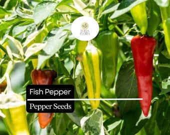 10 Seeds Fish Pepper – Capsicum annuum, Unique Striped Heirloom Hot Pepper