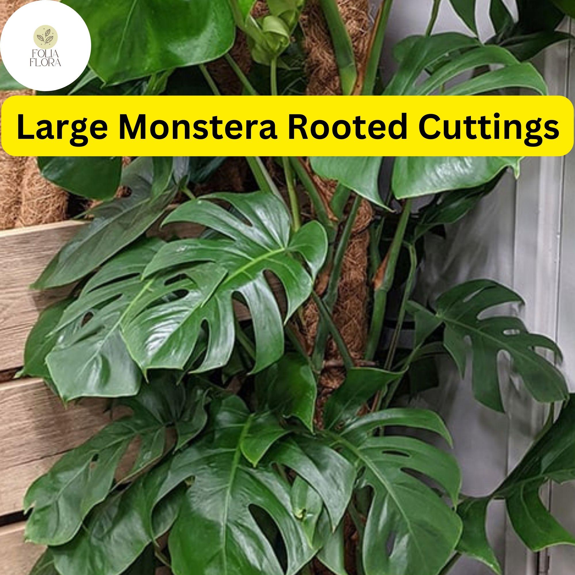 prayer plant photos Maranta Red Prayer Plant – Bold, Beautiful, and Interactive main image 1