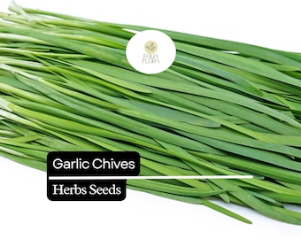 Garlic Chives Seeds | Heirloom Allium tuberosum, Pollinator-Friendly
