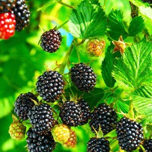 May include: A cluster of blackberries on a green leafy vine, showing various stages of ripeness from light green and red to deep black. The berries have a textured, bumpy surface and are attached to thin stems surrounded by serrated green leaves.