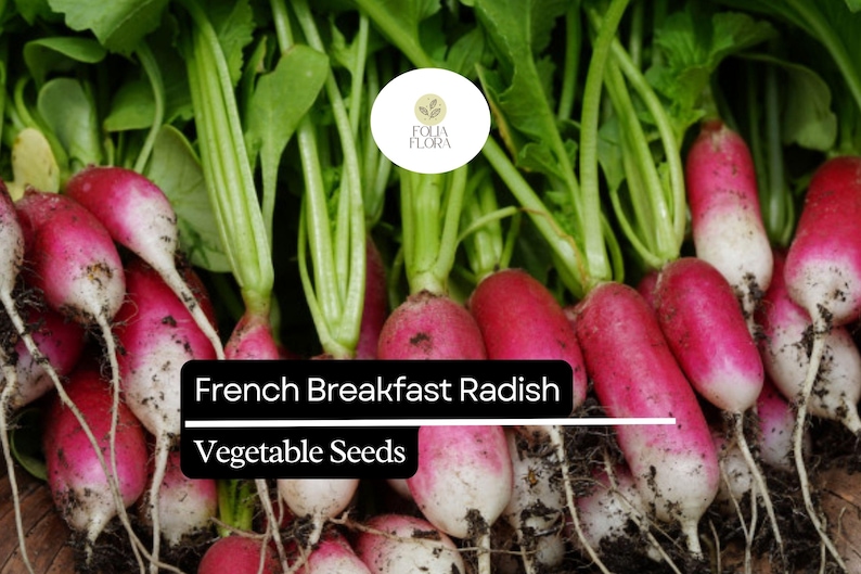 FoliaFlora French Breakfast Radish Seeds
