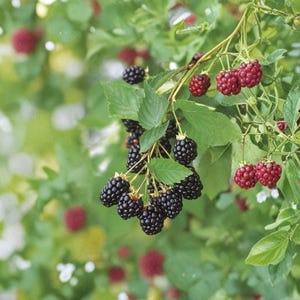 May include: A cluster of ripe, dark purple blackberries hanging from a green leafy branch, accompanied by several smaller, unripe red berries. The plant features serrated green leaves and thin stems, with a soft-focus background of foliage.