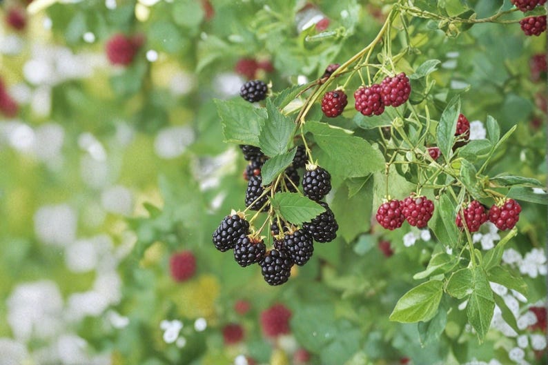 May include: A cluster of ripe, dark purple blackberries hanging from a green leafy branch, accompanied by several smaller, unripe red berries. The plant features serrated green leaves and thin stems, with a soft-focus background of foliage.