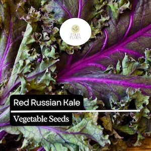 500 Red Russian Kale Seeds – Brassica napus – Heirloom, Tender & Sweet, Cold-Hardy, Fast-Growing