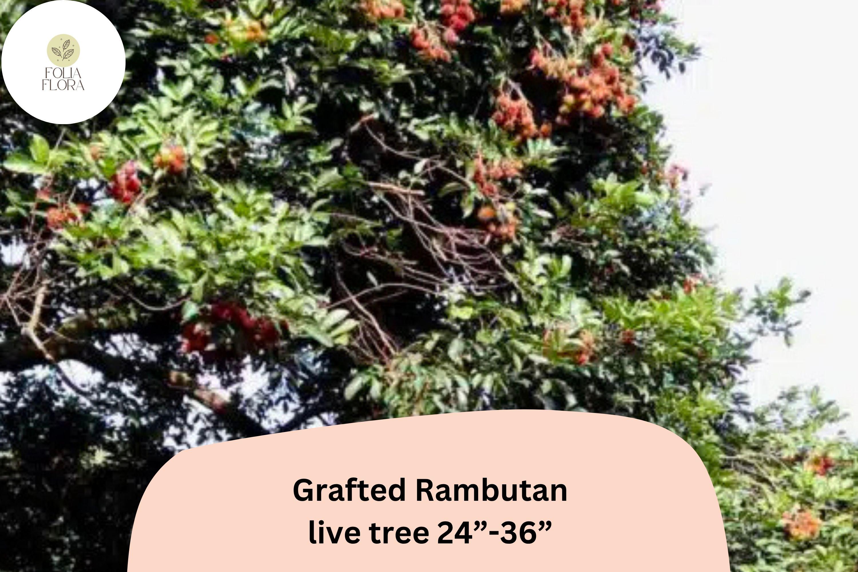 Rambutan Tree Size