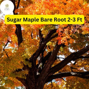 May include: A Sugar Maple bare root tree in the fall with orange and yellow leaves. The tree is 2-3 feet tall.
