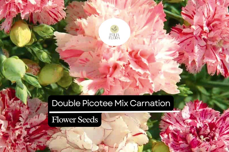 Double Picotee Mix Carnation (dianthus Caryophyllus) – Fragrant Blooms ...