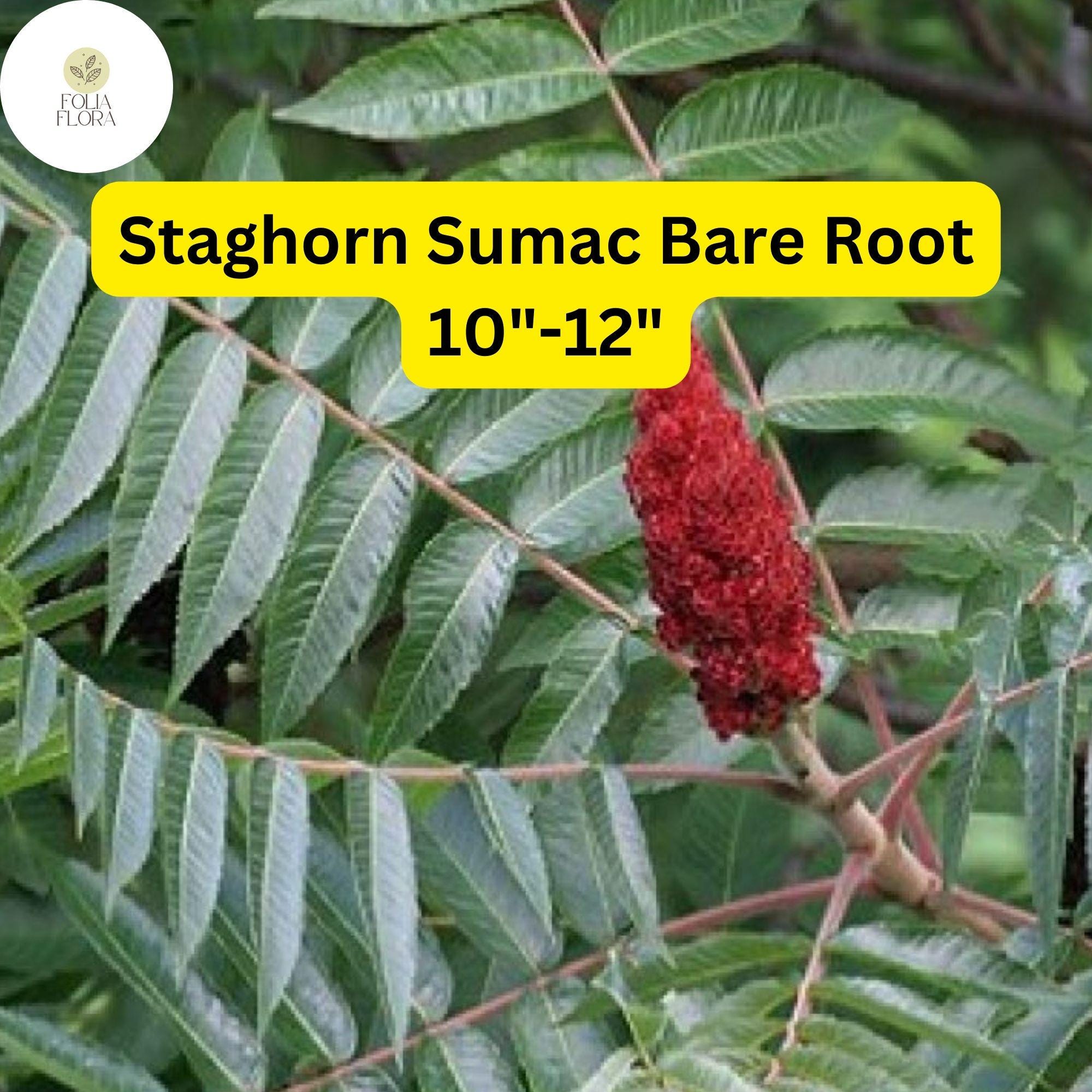 1 Staghorn Sumac Tree (rhus Typhina) – Live Bare Root Plant 10