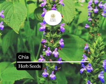 500 Chia Herb Seeds – Heirloom Salvia hispanica, Pollinator Garden