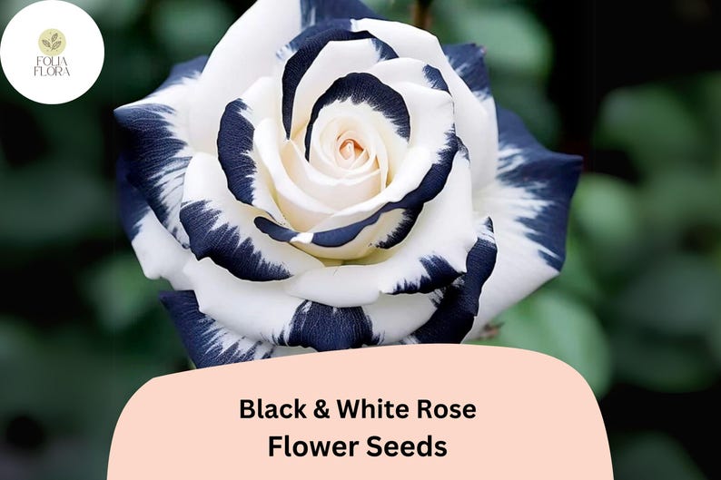 K&ouml;nnte beinhalten: Schwarze und wei&szlig;e Rosenbl&uuml;ten-Samen. Die Rose hat wei&szlig;e Bl&uuml;tenbl&auml;tter mit schwarzen Streifen.