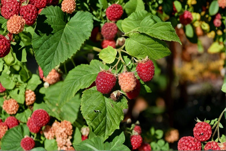 May include: A cluster of ripe red raspberries and several pale orange, unripe berries growing on a green leafy bush. The raspberries have a textured, bumpy surface and are attached to thin stems surrounded by serrated, vibrant green leaves.