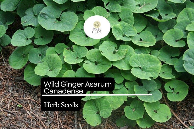 Wild Ginger Seeds