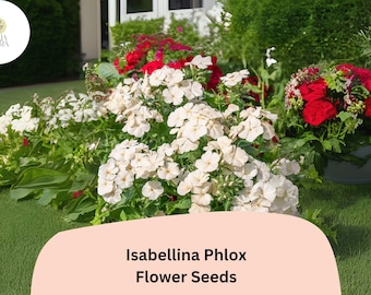 100 Mixed Phlox Drummondi Flower Seeds - Annual Nana Compacta Beauty Mix FL200