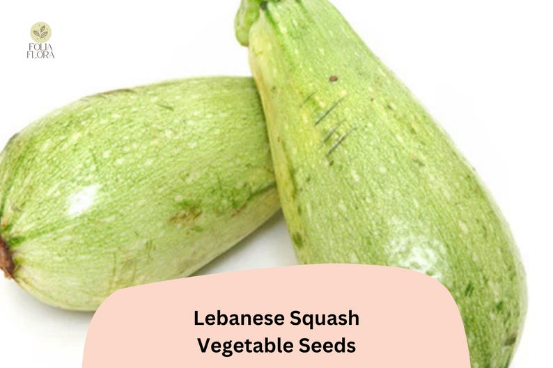 FoliaFlora Lebanese Cousa Squash Seeds