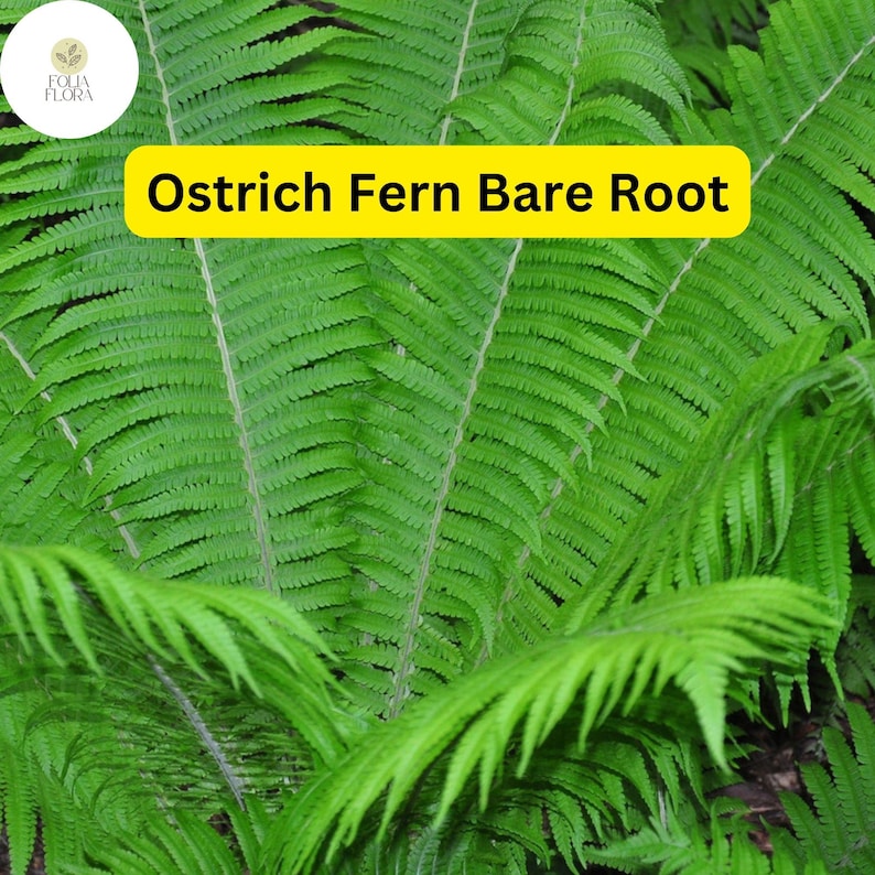 FoliaFlora Ostrich Fern - Thumbnail 2