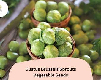 Gustus Brussels Sprout Seeds | High-Yield, Hybrid Variety
