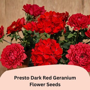 May include: A vibrant bouquet of dark red geranium flowers with lush green foliage. The flowers are in full bloom, showcasing their layered petals. The image includes the text "Presto Dark Red Geranium Flower Seeds".
