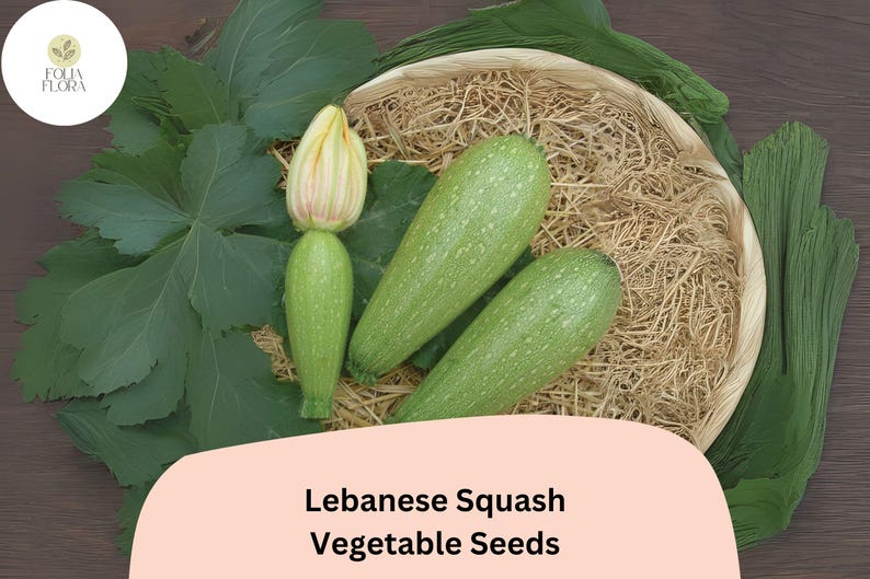 FoliaFlora Lebanese Cousa Squash Seeds - Thumbnail 2