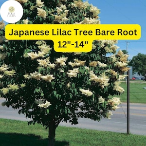 May include: A Japanese Lilac tree with white flowers, bare root, 12-14 inches tall. The tree is planted in a grassy area next to a paved road.