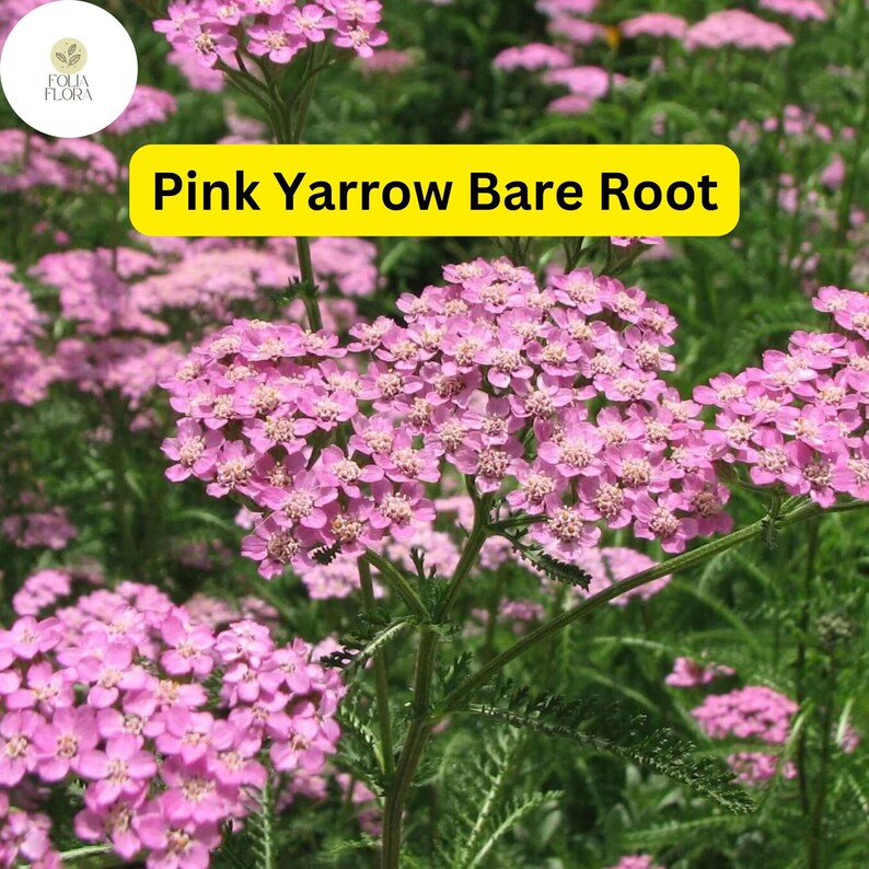 1 Pretty Pink Yarrow (achillea Millefolium) Perennial Bare Root Live ...