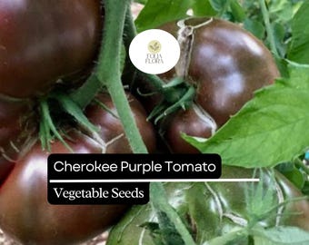 40 Organic Non-GMO Blondkopfchen / Little Blond Girl Tomato seeds- With