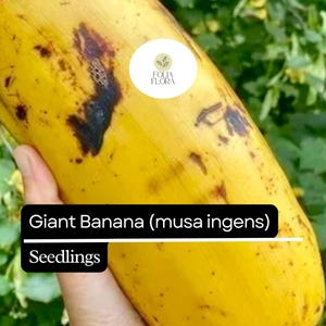 Musa Yellow Variegated Banana - Etsy