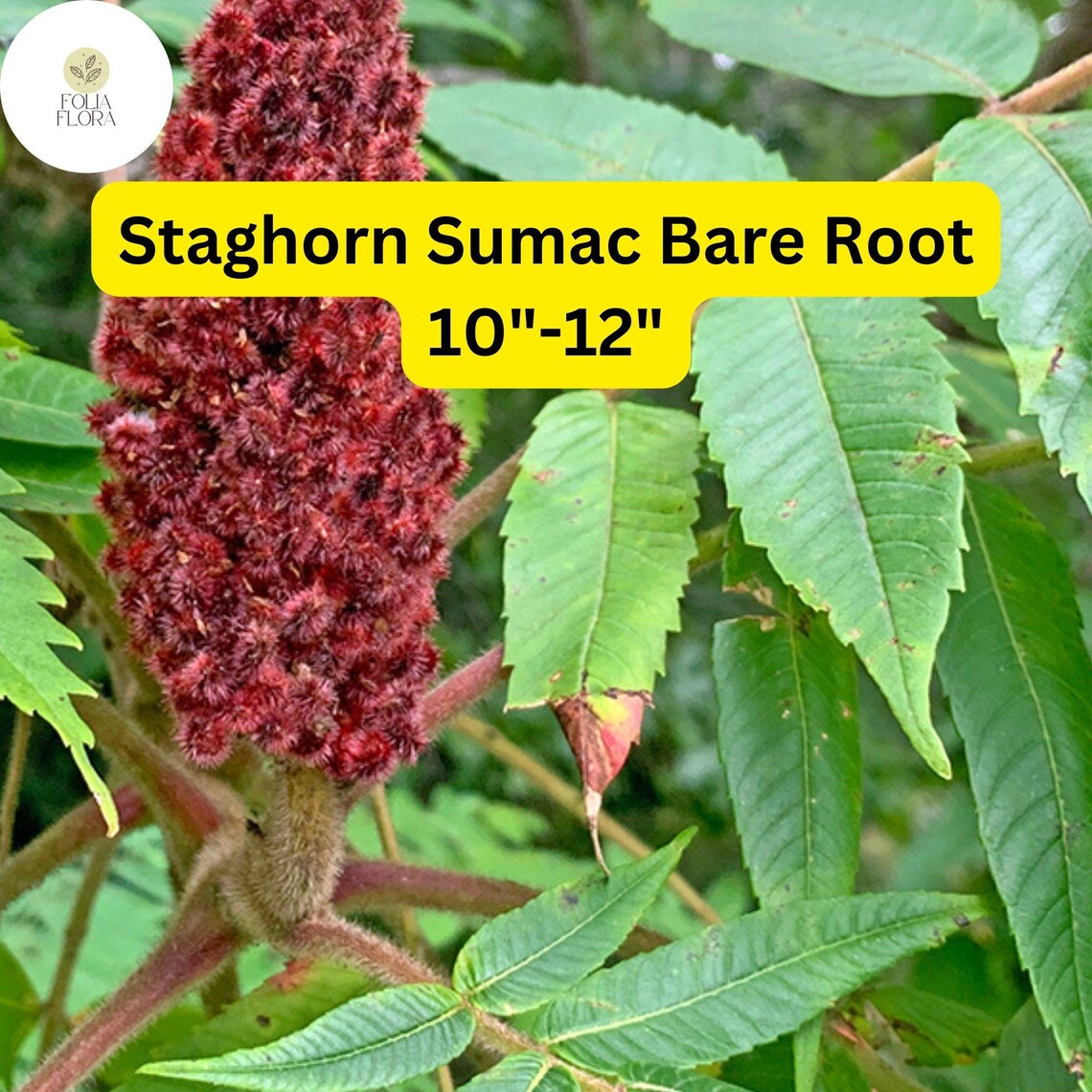 1 Staghorn Sumac Tree (rhus Typhina) – Live Bare Root Plant 10