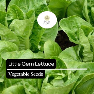 May include: Close-up of vibrant green Little Gem lettuce plants. The image features lush, healthy leaves, with the text "Little Gem Lettuce Vegetable Seeds" in a black box. A white circular logo is in the top right corner.