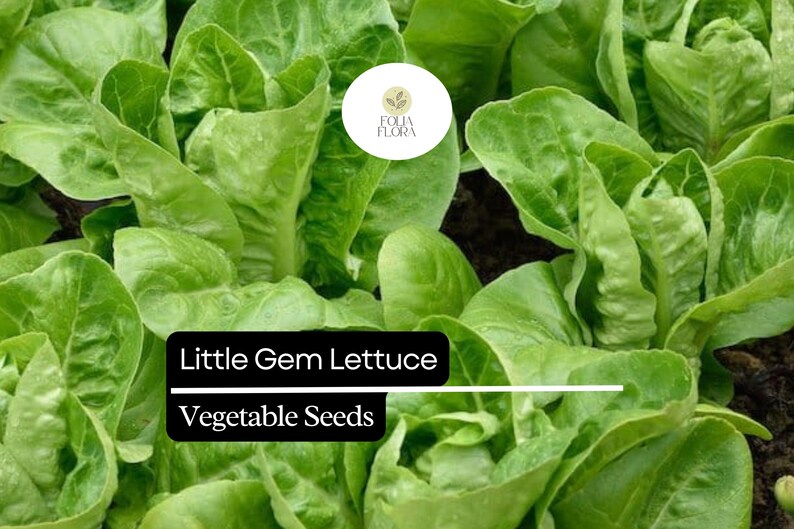 May include: Close-up of vibrant green Little Gem lettuce plants. The image features lush, healthy leaves, with the text "Little Gem Lettuce Vegetable Seeds" in a black box. A white circular logo is in the top right corner.
