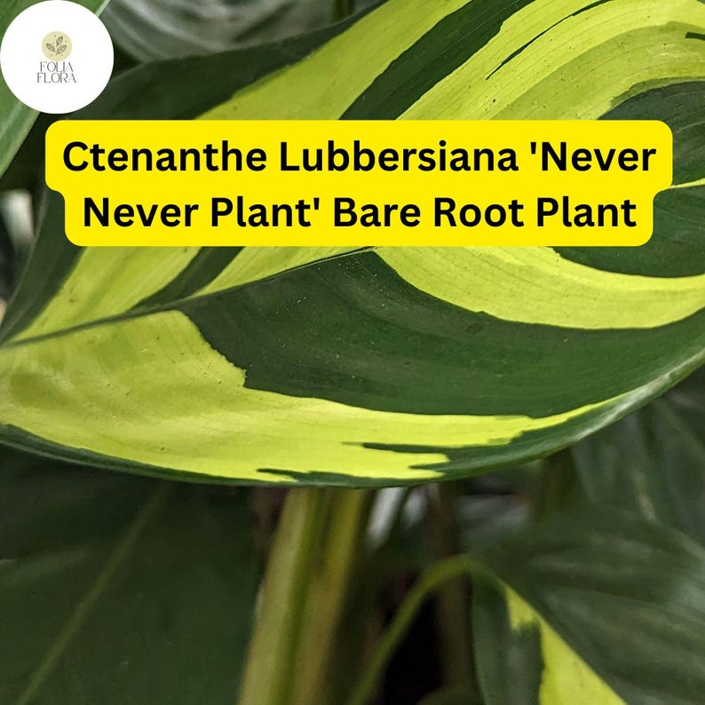 FoliaFlora Ctenanthe lubbersiana Never Never Plant - Thumbnail 3