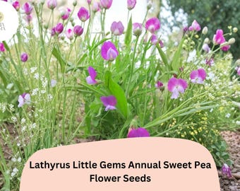 Little Gems Sweet Pea Seeds | Dwarf Lathyrus Odoratus for Container Gardens