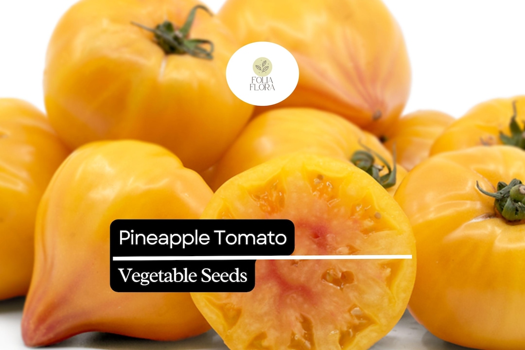30 Pineapple Tomato Seeds | Solanum Lycopersicum | Heirloom Bicolor ...