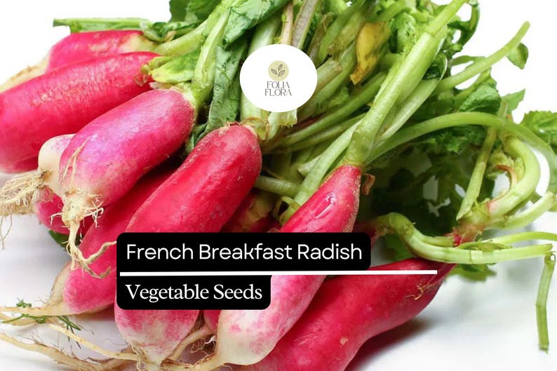 FoliaFlora French Breakfast Radish Seeds - Thumbnail 4