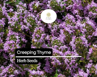 Tomillo rastrero, Thymus serpyllum, planta de cobertura vegetal de bajo crecimiento y hierba amigable con los polinizadores