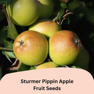 May include: Close-up of Sturmer Pippin apples on a tree branch. The apples are a mix of yellow and red, with green leaves in the background. The image includes the text "Sturmer Pippin Apple Fruit Seeds".