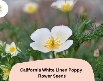 200+ California White Linen Poppy Seeds for Garden Planting - Elegant White Wildflowers