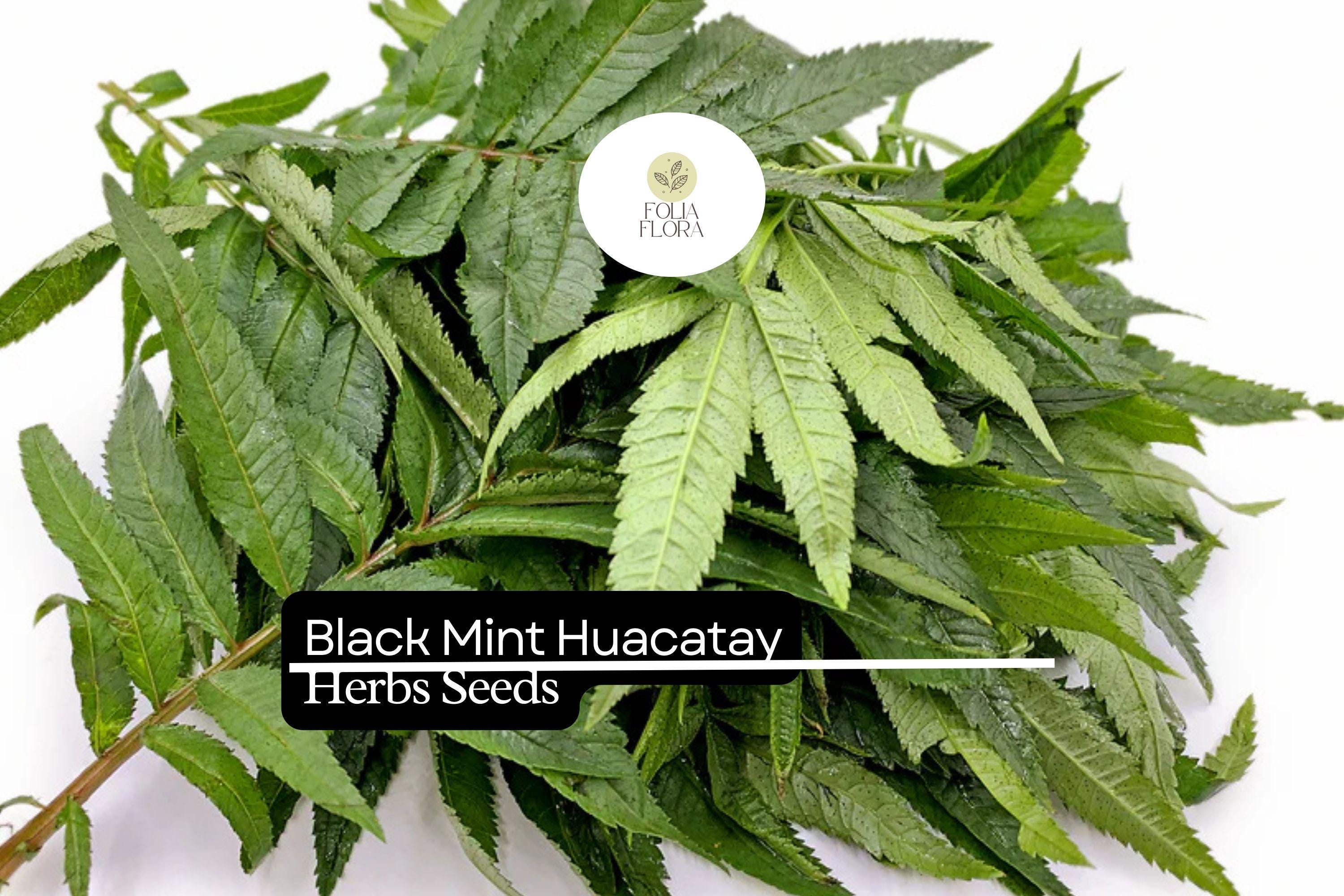 Menta Preta Peruana - Huacatay - Tagetes Minuta - Erva Culinaria E - 4