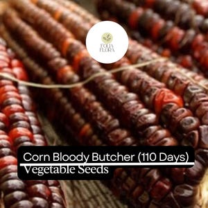 May include: Close-up of corn cobs with dark red and black kernels. The corn is called "Bloody Butcher" and is a vegetable seed variety that takes 110 days to mature.