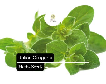 100mg Italian Oregano Seeds | Origanum vulgare | Heirloom, Non-GMO Culinary Herb | Aromatic & Easy to Grow