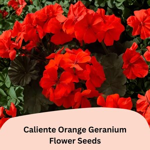 May include: Close-up of vibrant orange Caliente Geranium flowers in full bloom, surrounded by green foliage. The image includes the text "Caliente Orange Geranium Flower Seeds".