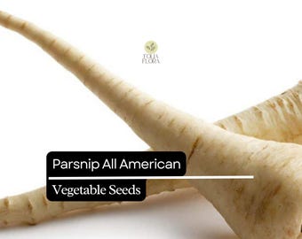 Parsnip All American Seeds | Heirloom, Non-GMO (1g)