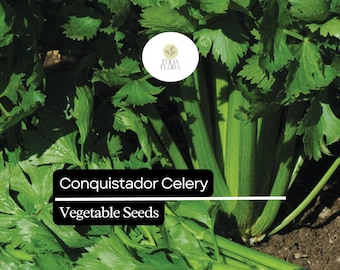 100 Seeds Conquistador Celery (Apium graveolens) – Crisp, Flavorful, High-Yield Variety