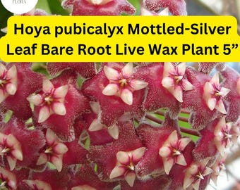 1 Hoya pubicalyx Mottled-Silver Leaf - Bare Root Live Wax Plant 5” - Tropical Vining Houseplant