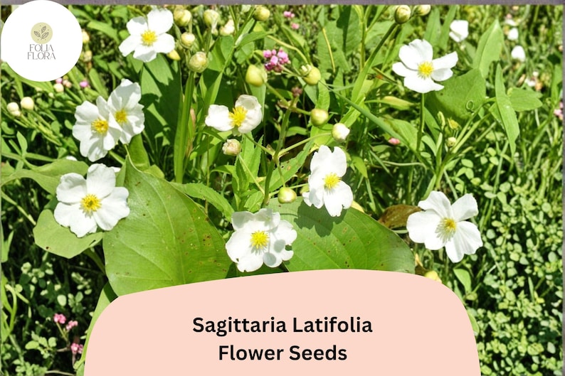 FoliaFlora Sagittaria Latifolia Seeds - Thumbnail 2