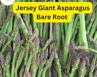 10 Green Jersey Giant Asparagus Bare Root Plants, 2-Year Crowns